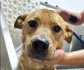 BathPawville