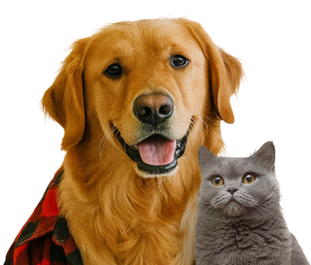 HiLoKITTY2-1 HiLoKITTY2-1