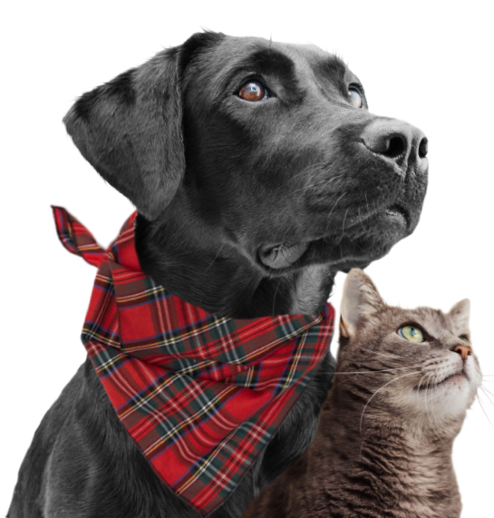 PawvilleHeroPets